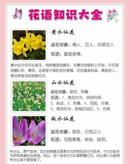 黄水仙的花语代表什么 黄水仙花语