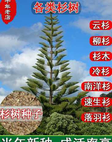 杉木一斤种子要多少地 怎样才能加快杉木种子的发芽
