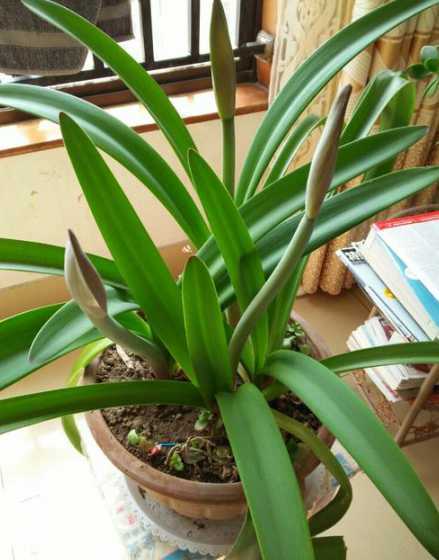 大头兰什么时间换盆栽 大头兰怎么养