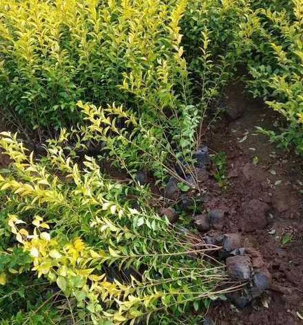 小叶女贞什么季节下种 怎么种植小叶女贞