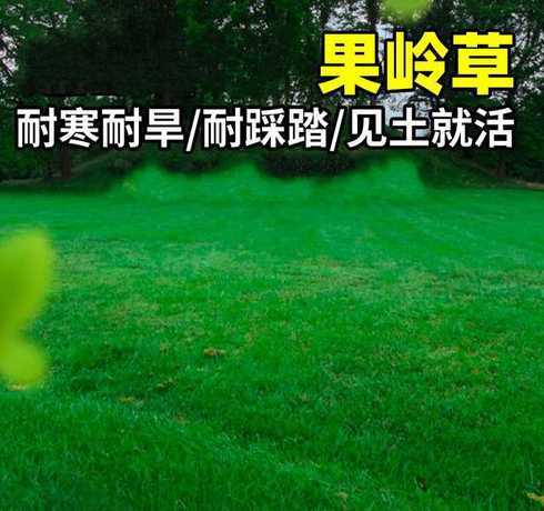 果岭草种子多少钱1斤 如何播种高尔夫球场草坪种子真实价格要卖多少钱一斤