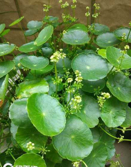 铜钱草开花是什么颜色 铜钱草开花了好不好