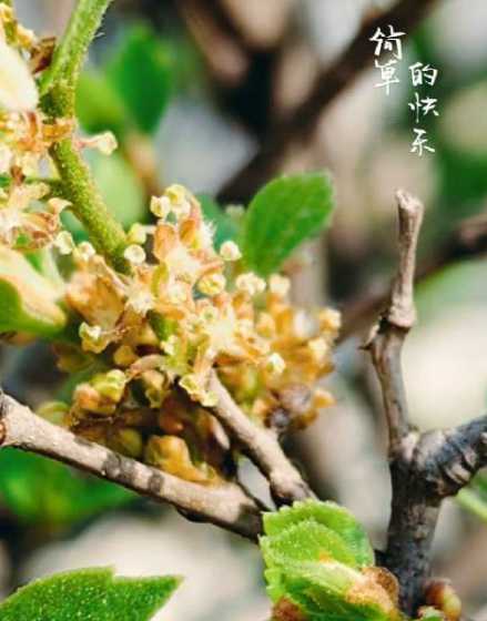 朴树的花是什么颜色的 那些花儿 朴树