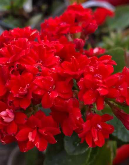 红色长寿花花语是什么 长寿花花语象征与寓意是什么