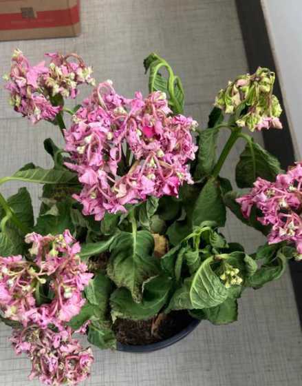 不浇水的花几天怎么样 长期不在家花草怎样浇水
