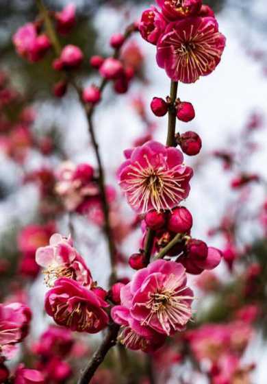 最漂亮的梅花是什么花 什么梅花最好看
