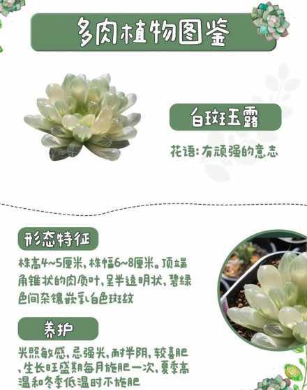 水晶玉露的花语是什么 玉露花语是什么意思