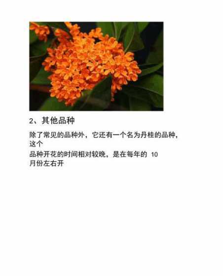金华桂花什么时候开造 请问这是桂花么是什么品种什么时候开花
