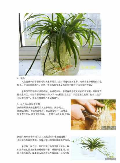 吊兰盆栽怎么养殖技术 盆栽吊兰的养殖方法