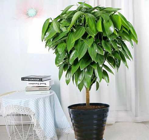 屋内栽什么树可防甲醛 什么植物可以吸甲醛
