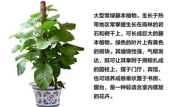 绿萝怎么样可以长的长 绿萝长一天能长多少厘米
