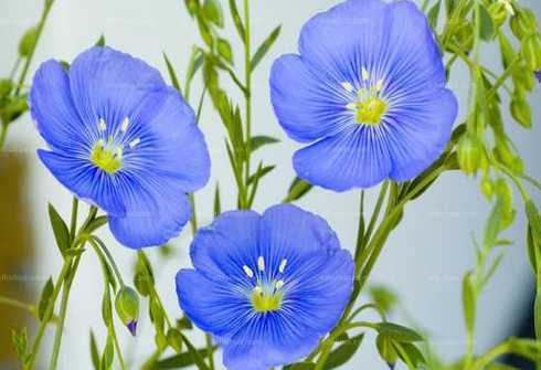亚麻花为什么从蓝色变 蓝花亚麻是多年生吗