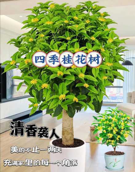 盆栽月月桂花怎么养殖 月月桂花盆栽种植注意事项,盆栽月桂花养殖方法