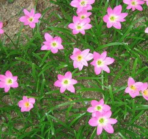 红花葱兰一平米种多少 红花葱兰怎么养殖(葱兰的种植方法和注意事项)