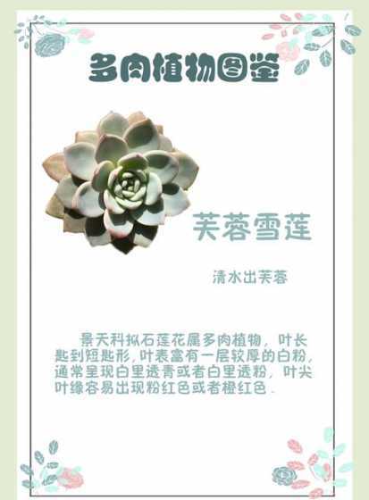 多肉芙蓉雪莲怎么处理 多肉芙蓉雪莲底部的叶子枯萎了是什么原因