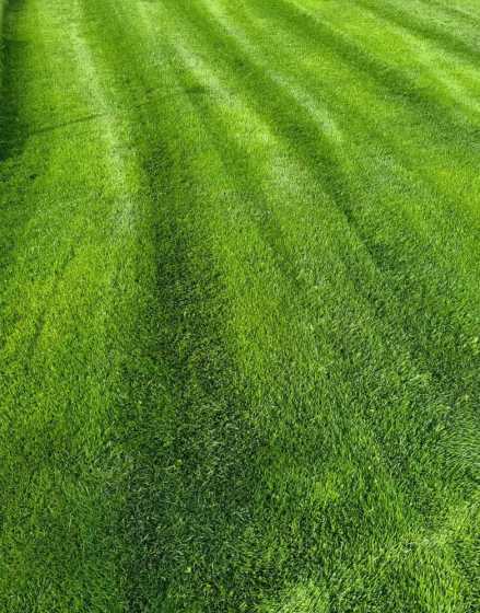 家庭庭院草坪用什么土 庭院草坪上种哪种草种好