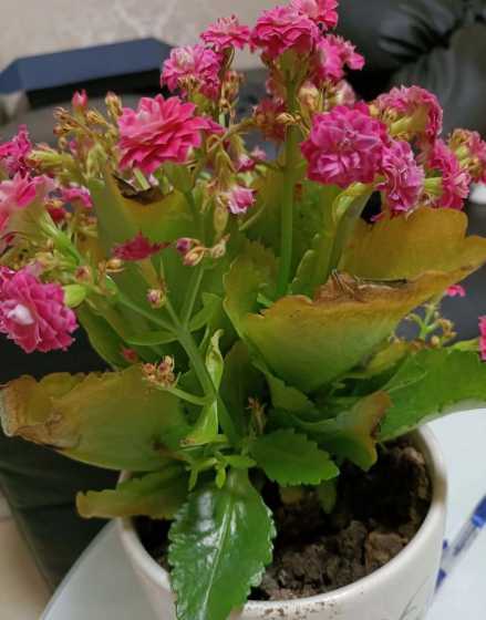 花的叶子黄是怎么回事 花叶发黄是什么原因怎么治