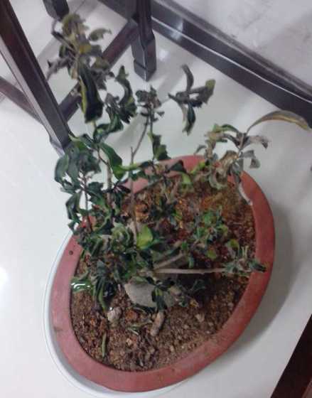 盆栽的叶子为什么会干 我家的盆栽叶子干枯是怎么回事