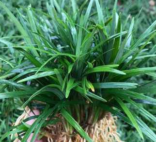 矮麦冬一平方有多少斤 栽麦冬一天可以种多少平方