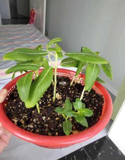 长春花用什么方式繁殖 长春花的繁殖方法