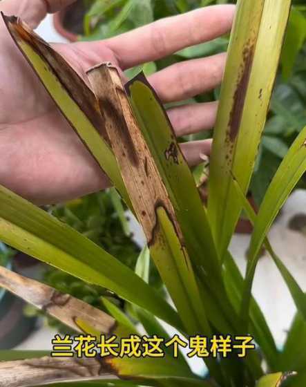 兰花浇什么叶子不发黄 怎样区分兰花叶子是缺水发黄还是浇水过多发黄