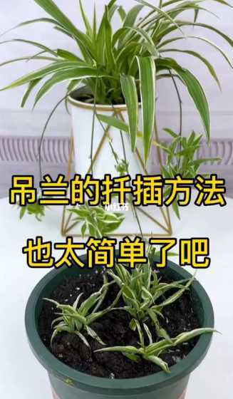 刚插好的吊兰怎么浇水 吊兰换盆后要浇水吗,上盆后浇水方法