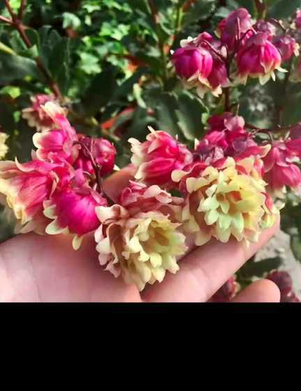 长寿花怎么才能侧枝多 长寿花怎么养才能爆盆