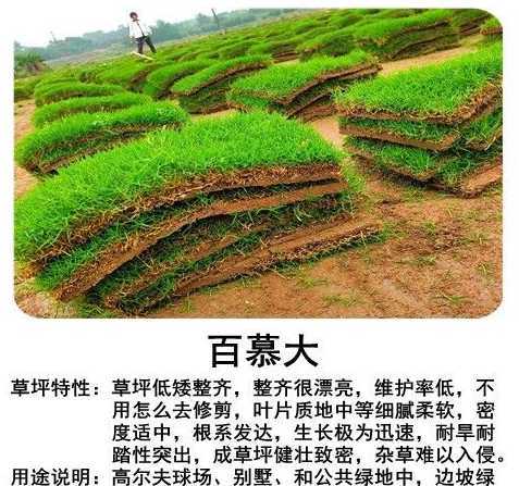 百慕大草籽什么时候撒 怎么种百慕大草籽