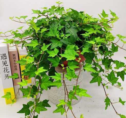 盆栽常春藤适用什么盆 常春藤怎么养护(常春藤盆栽的养殖方法)