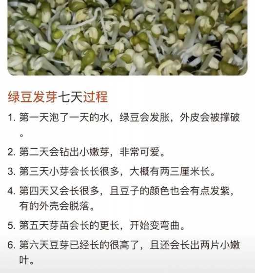 绿豆怎么很快的种出来 如何让绿豆快速发芽