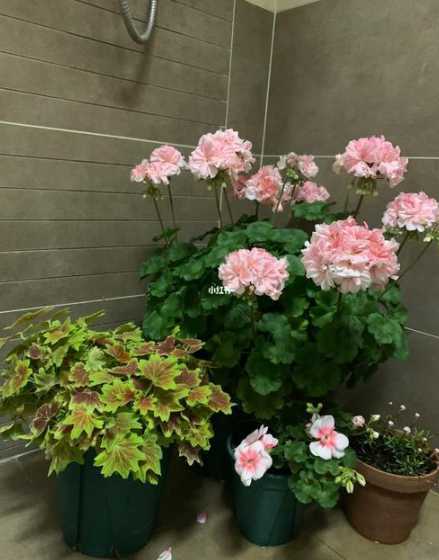 天竹葵花夏天怎么浇水 天竹葵花适合室内养吗