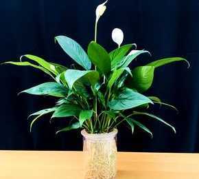 什么花适合室内养水里 在水里养的花有哪些(最适合室内水养的植物)
