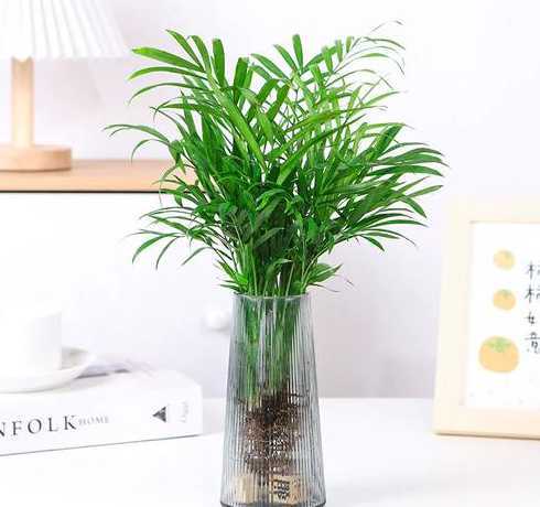 袖珍椰子用什么盆栽好 袖珍椰子的风水作用,适合放在什么地方