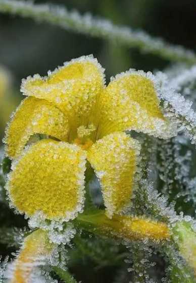 冬天有什么花是白色的 冬天白色的花有哪些 冬天的白色植物是哪些