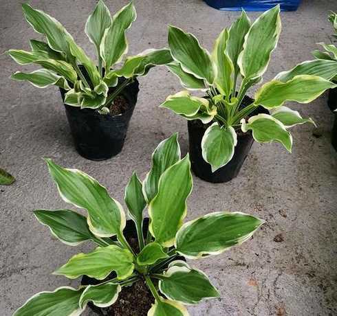 花叶玉簪一丛什么价格 花叶玉簪有哪些繁殖方法