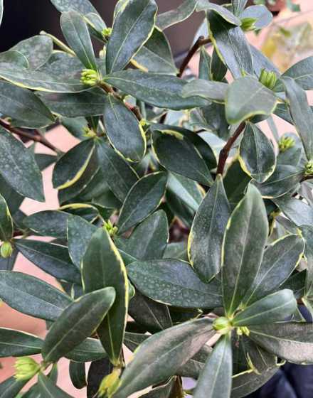瑞香为什么2年不开花 瑞香为什么不开花了
