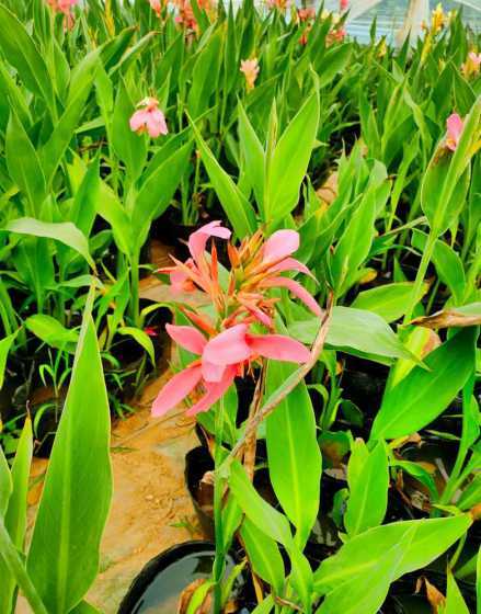 水生美人蕉价格是多少 水生美人蕉和花叶美人蕉有什么区别