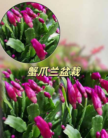 怎么养蟹爪兰才能开花 蟹爪兰怎么养才能开花不断