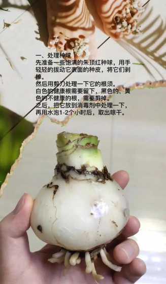 朱顶红花怎么养殖技术 对红花在家怎么养