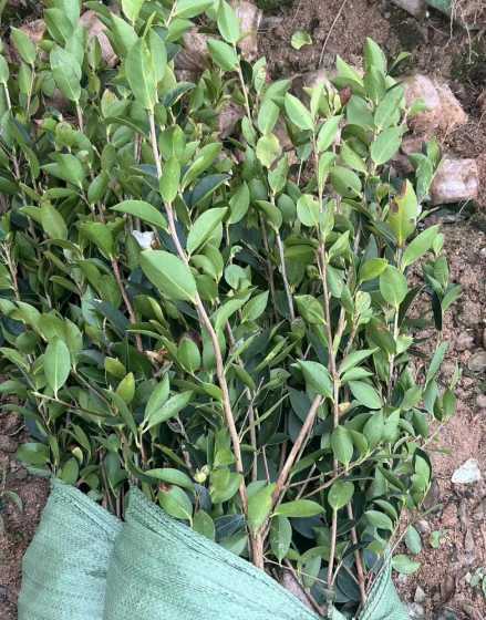 湖南油茶苗基地在哪里 湖南高产油茶苗有哪些品种