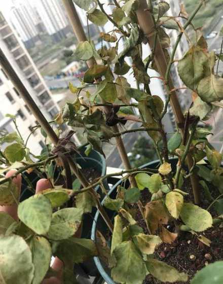 盆栽月季花为什么会枯 月季花叶子发黄枯萎是怎么回事
