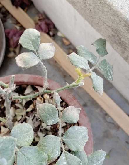 月季小芽叶发白为什么 月季花的气味描写作文