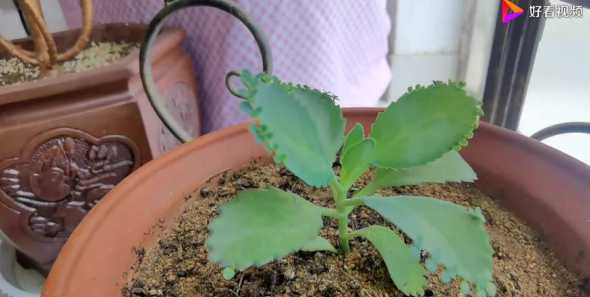 落地生根幼苗怎么摘心 落地生根怎么摘心