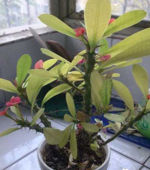 刺梅的叶子发黄怎么办 刺梅花叶子发黄怎么办