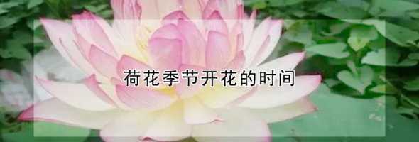 莲花啥时候开什么季节 莲花开在什么季节,盛开是什么时候
