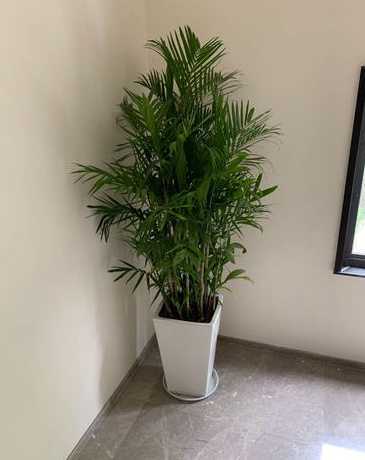 夏威夷椰子盆栽怎么养 夏威夷椰子的盆栽养护方法 关于夏威夷椰子的盆栽养护方法