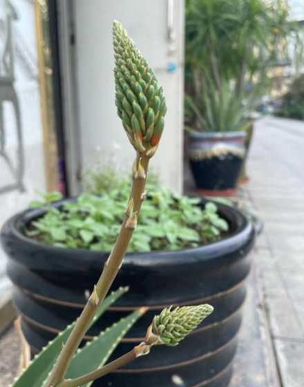 芦荟的花茎有什么作用 芦荟的花和茎有什么用