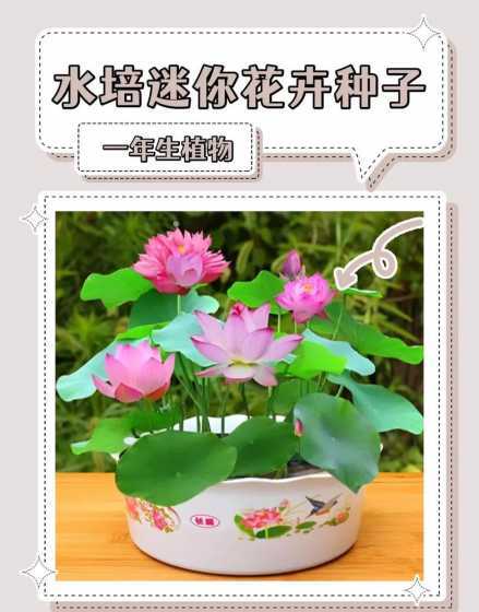 水培莲花注意什么时候 水培莲花的方法 怎么水培莲花