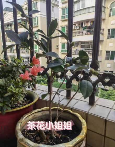 茶花苗盆栽怎么养护 怎样养护盆栽山茶花