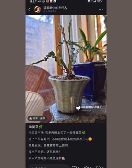 养花为什么会上瘾好吗 养花容易上瘾,怎么破